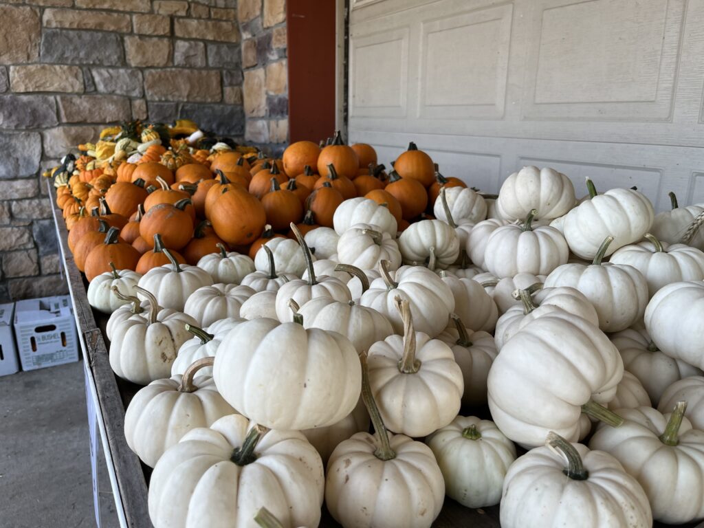 Assorted pumpkins 